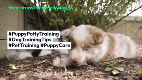 Puppy Potty Training Made Easy: Step-by-Step Guide!