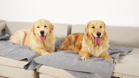 Funny Dog Mom ,#Teaches Adult Golden Retriever .