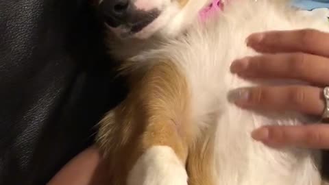 Corgi Gets Treated Like A Baby