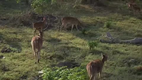 PM’s visit to Bandipur & Mudumalai reserves | Elephant feeding, Wildlife spotting, Safari & more