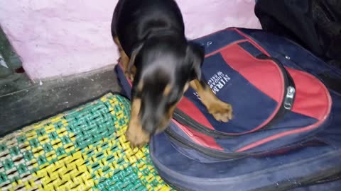 Black dog going inside backpack and biting backpack