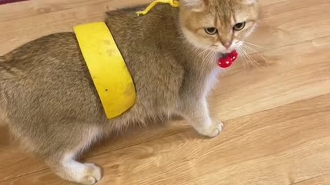 The kitten won't walk anymore