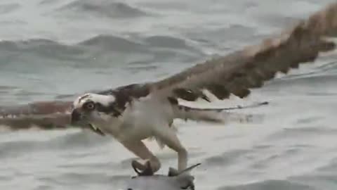 EAGLE Amazing Catch!!