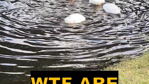 What Are These Ducks Doing? Eating ? Cooling Off??