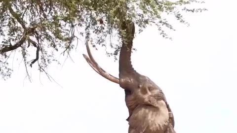 Elephant standing on two legs #shorts #shortvideo #video #virals #videoviral