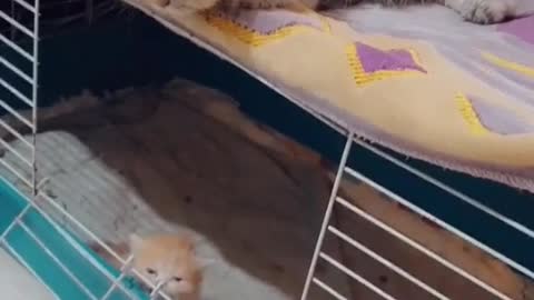 Best video cat and baby cat