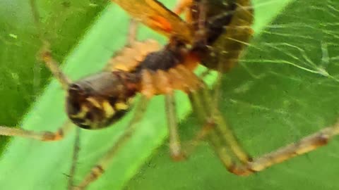 Spider eats insect / Spider poisons an insect.