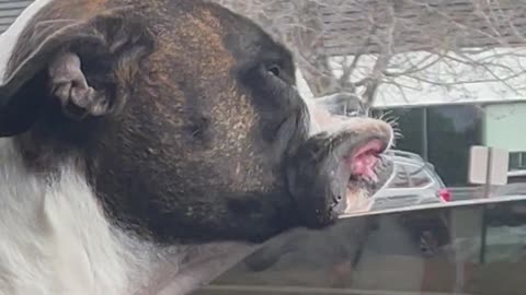 Boxer Dog Jowls Flapping in the Wind