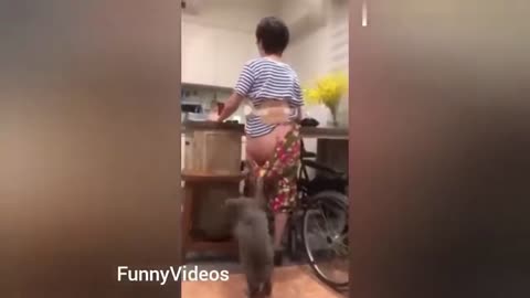 Naughty_Cat_#fanny_seen_#fun_cat_video_#short_2022