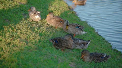 Close up family of beautiful ducks sleeping on green grass on lake shore