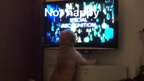 Fluffy tan dog stands on hind legs in front of tv