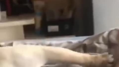 Funny Dog Wakes Up Owner #shorts #cutedog