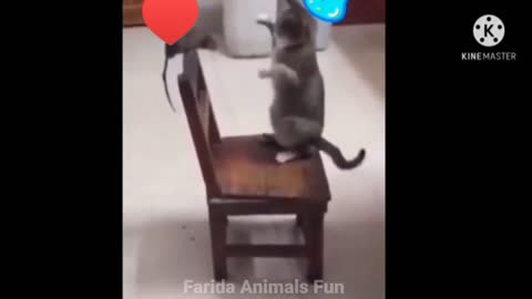 #Funy animal video