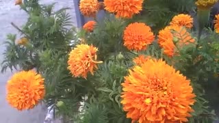 Um pequeno jardim de flores tagetes laranjas, uma flor muito linda! [Nature & Animals]