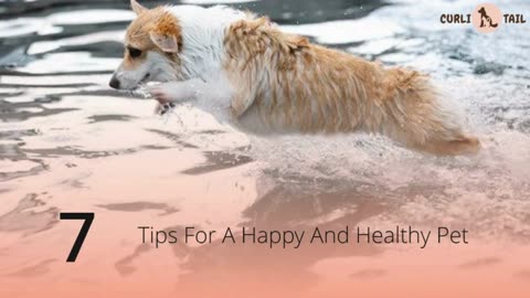 Must-Know Tips for a Happy and Healthy Pet | CurliTail