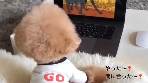 Watch my doggy watching cartoons on TV at home