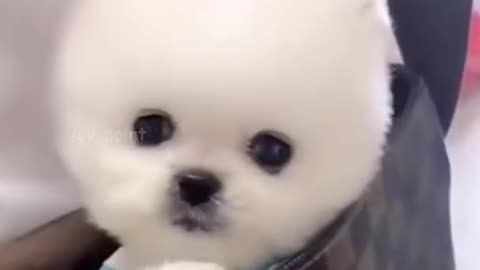 Cute Puppy