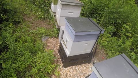 More Hives!