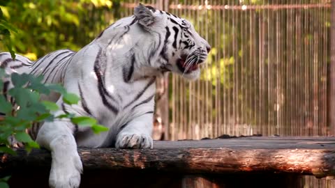 White tiger resting and yawning in park