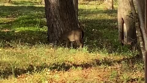 Deer living behind my house.