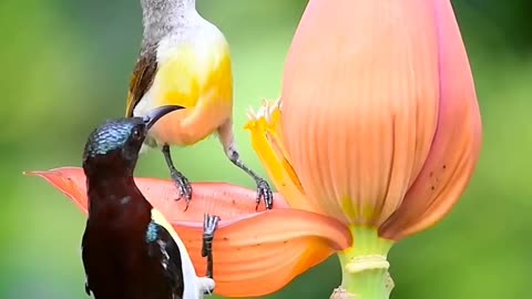 Two purple-rumped sunbirds enjoying the nectar of a banana flower 🌸