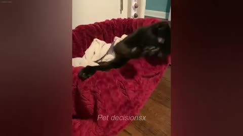 Guilty Dog and cat is so funny😹🐕Try Not to Laugh😺2024