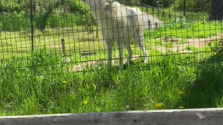 Grey Wolves Sing for Onlookers