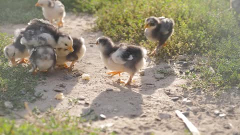 Lovely kids chickens on a home farm grazing on green grass on a sunny day