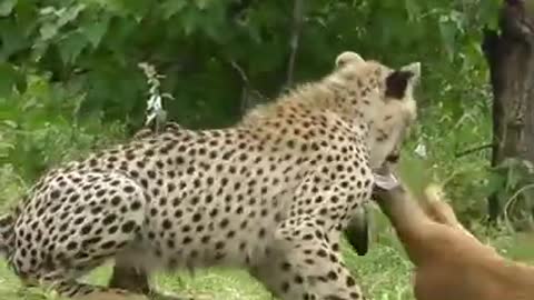 Lion Vs any animals Wild animals Jaguar Best Animals Lion vs animal (Animals In Jungle) #Shorts #top