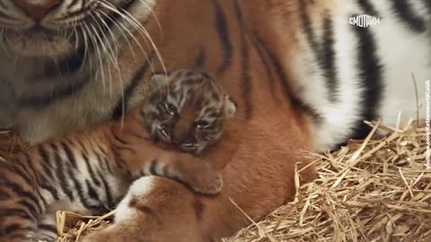 The Amur tigress is messing with her babies.