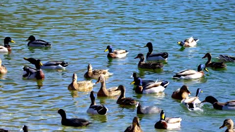 Ducks are swimming in the river, what a beautiful sight.