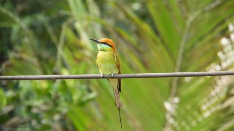 Feel the relaxing and calm nature with birds cripping.