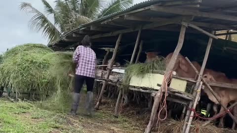 Farmer Lady Simple Life 😍 #farmer #rural