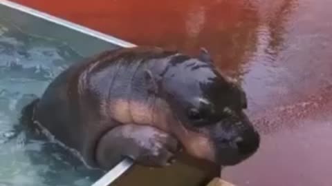 ANIMAL WORLD - CUTE LITTLE HIPPO