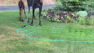 Mama Moose and Her Calf Cool Off Under Sprinkler