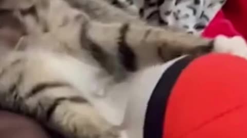 "Meow Madness: Hilarious Cat Moments Caught on Camera" - 5 2023