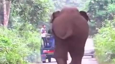 Elephant attack on road