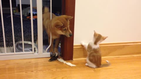 Cutest puppy and kitten fight Shiba Inu