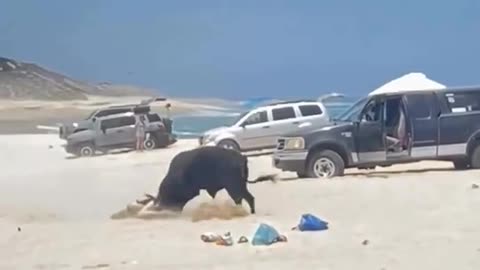 Woman attacked by bull on Mexico beach after ignoring warnings