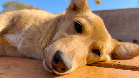 The dog is resting in the park. Blue skies in the background