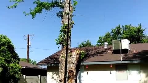 Collab copyright protection - termite infested tree falls on fence