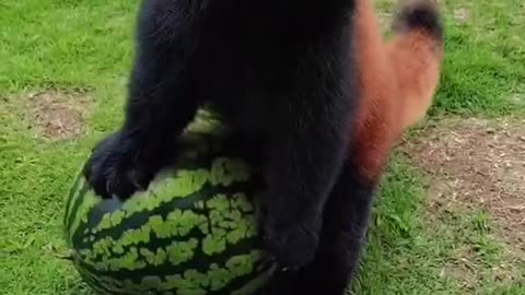 This cute red panda is playing with watermelon