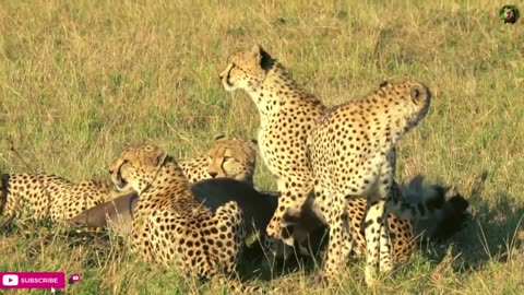 A Cheetah Hunting Animals #wildlife #forest #elephant #africa #cat #lion #tiger