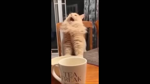 Funny animals - Funny cats / dogs - Funny animal videos 2023 - Part 6/Haypyy Pett