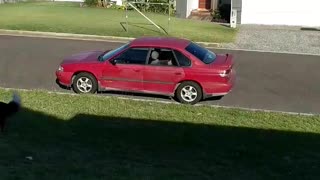 Excited Dog Jumps Through Open Car Window