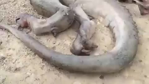 Dead Dragon Found In Mongolia [WTF?!]