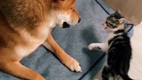 The cat plays with the dogg