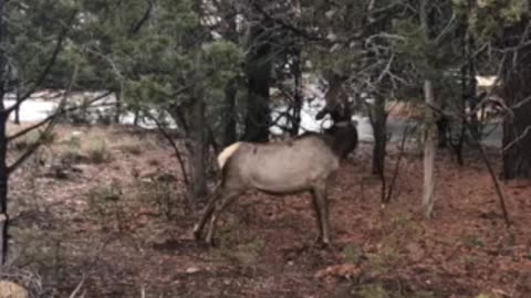 Grand Canyon April 2020 Elk