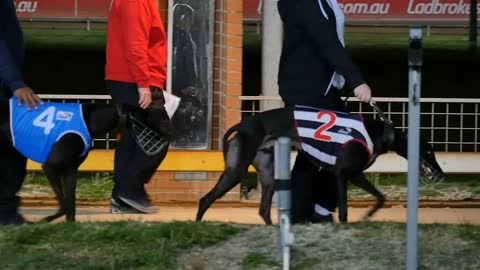 Greyhound dog on race track