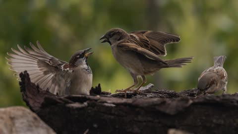 The House Sparrow: Close Up HD Footage (Passer domesticus)